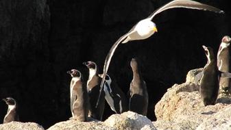 Imagen de CMN trabaja para proteger el Santuario de la Naturaleza Islote Niños Pájaros