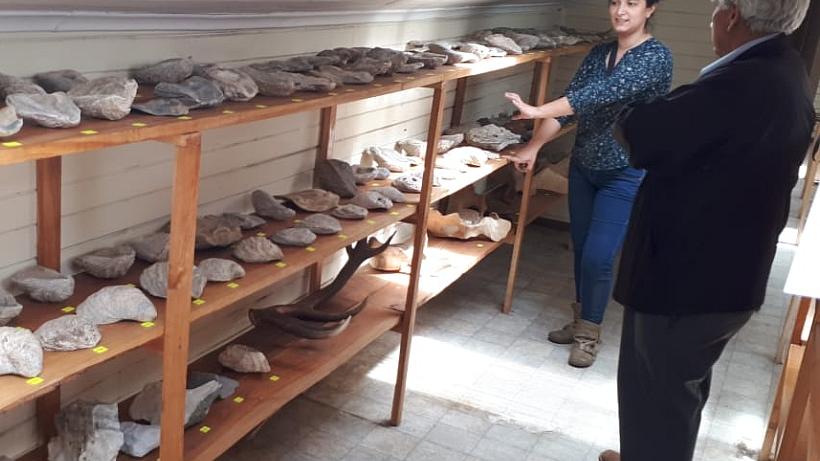 Imagen de CMN y Aduanas clasificaron fósiles y otras especies decomisadas en la Región de Aysén