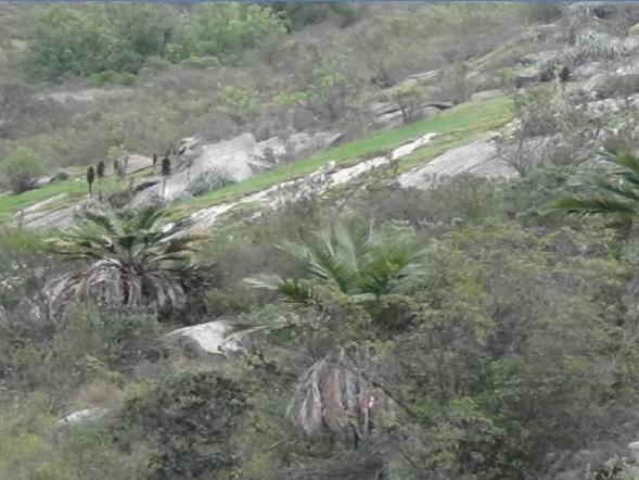 Imagen de CMN recomienda declarar Santuarios de la Naturaleza Quebrada Llau Llau y Área de Palma chilena en Monte Aranda