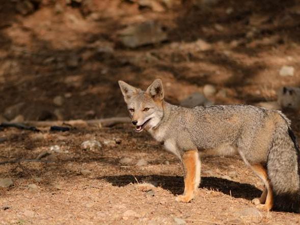Imagen de CMN recomienda declarar Santuarios de la Naturaleza Quebrada Llau Llau y Área de Palma chilena en Monte Aranda