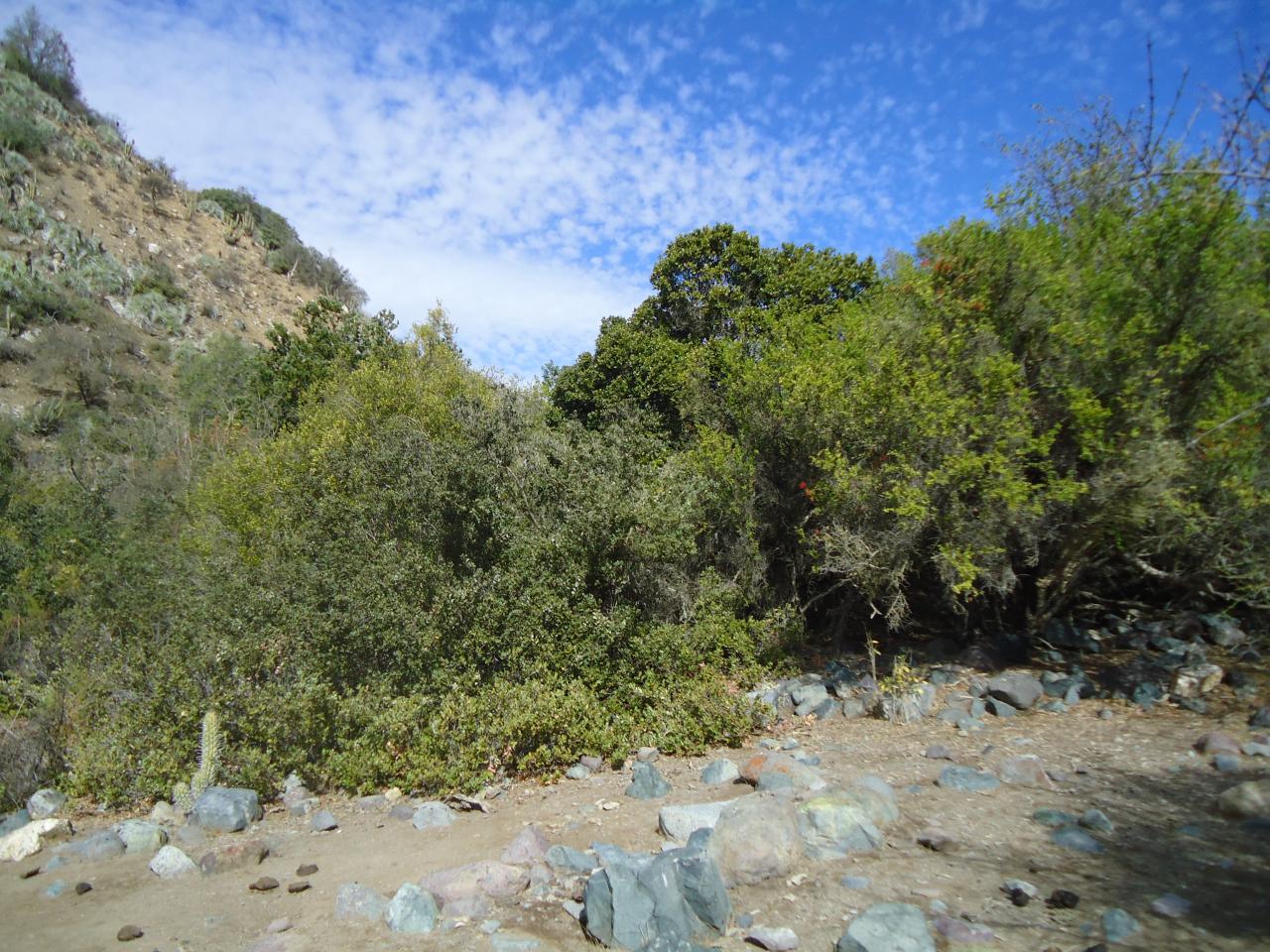 Imagen de Se oficializa la creación del Santuario de la Naturaleza Quebrada Llau llau.