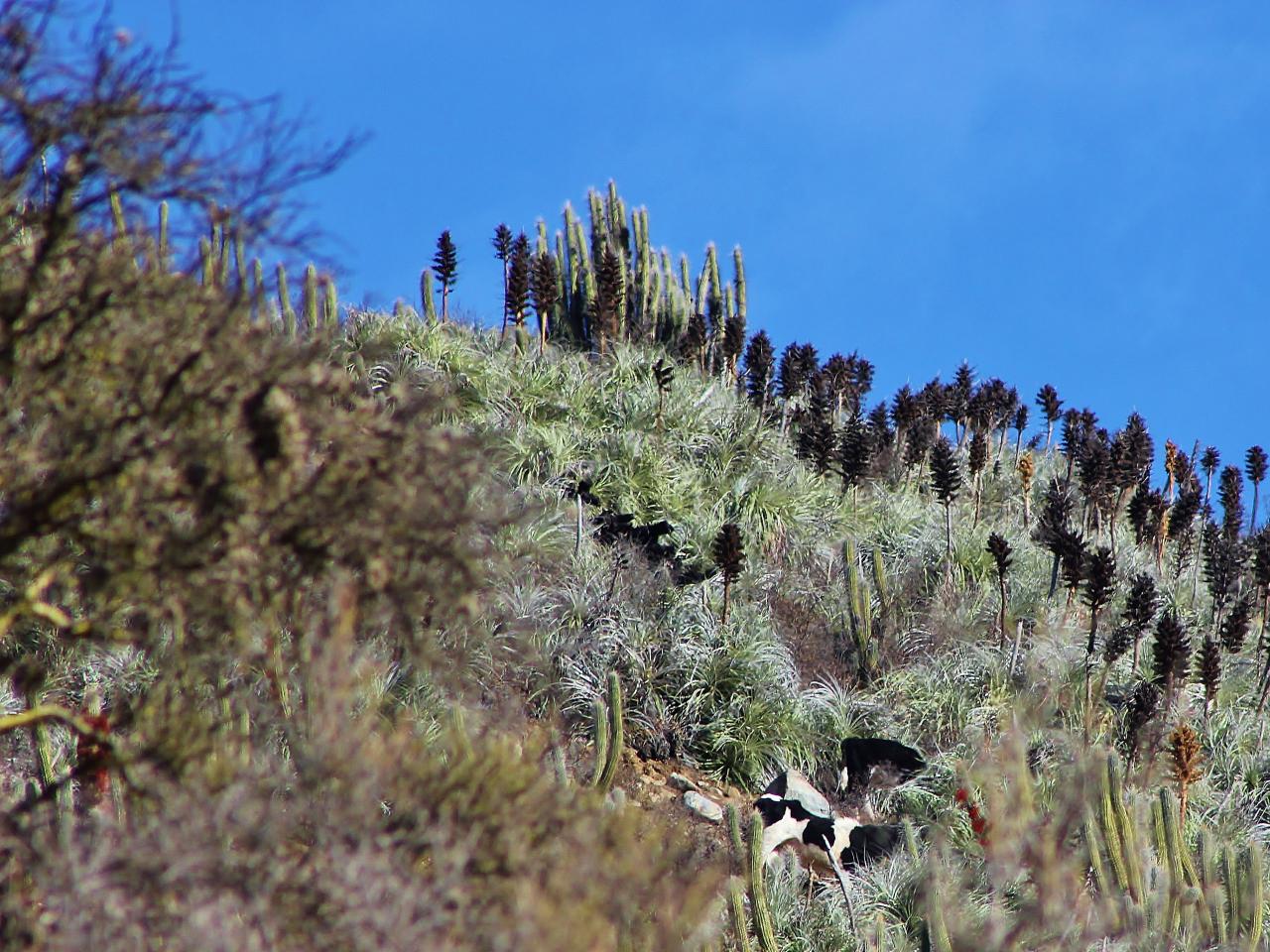 Imagen de Se oficializa la creación del Santuario de la Naturaleza Quebrada Llau llau.