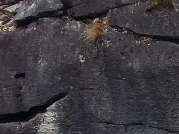 Imagen del monumento Capilla de Mármol