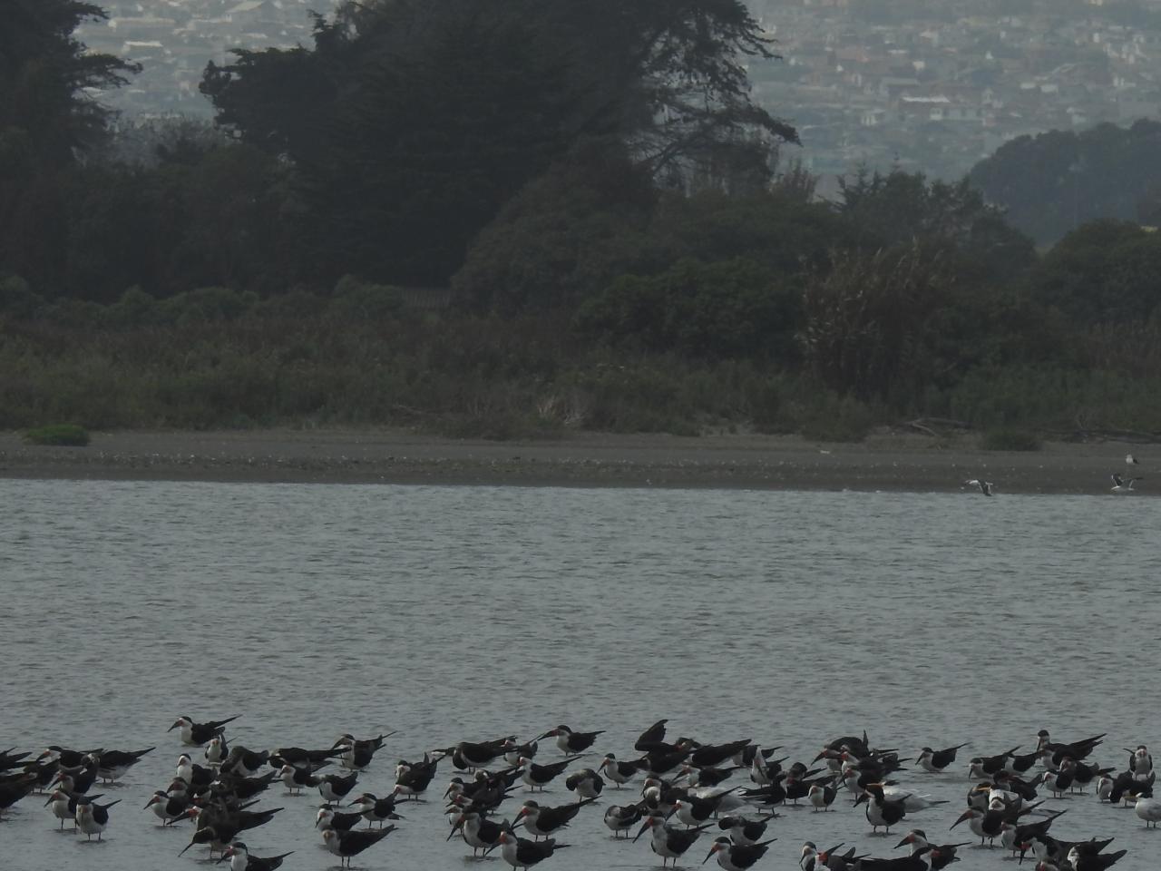 Imagen del monumento Humedal Río Maipo