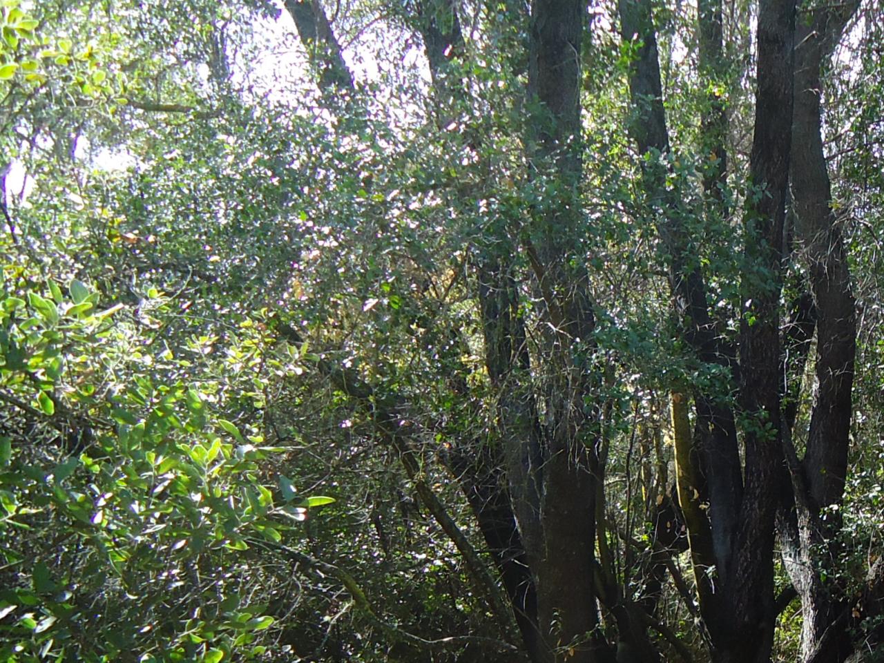 Imagen del monumento Quebrada Llau Llau