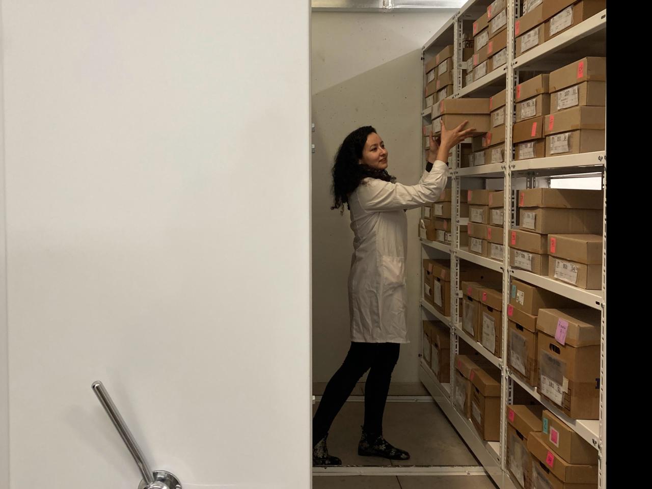 Imagen de Depósito de Paleontología del CMN estrena sus nuevas dependencias en el Palacio Pereira