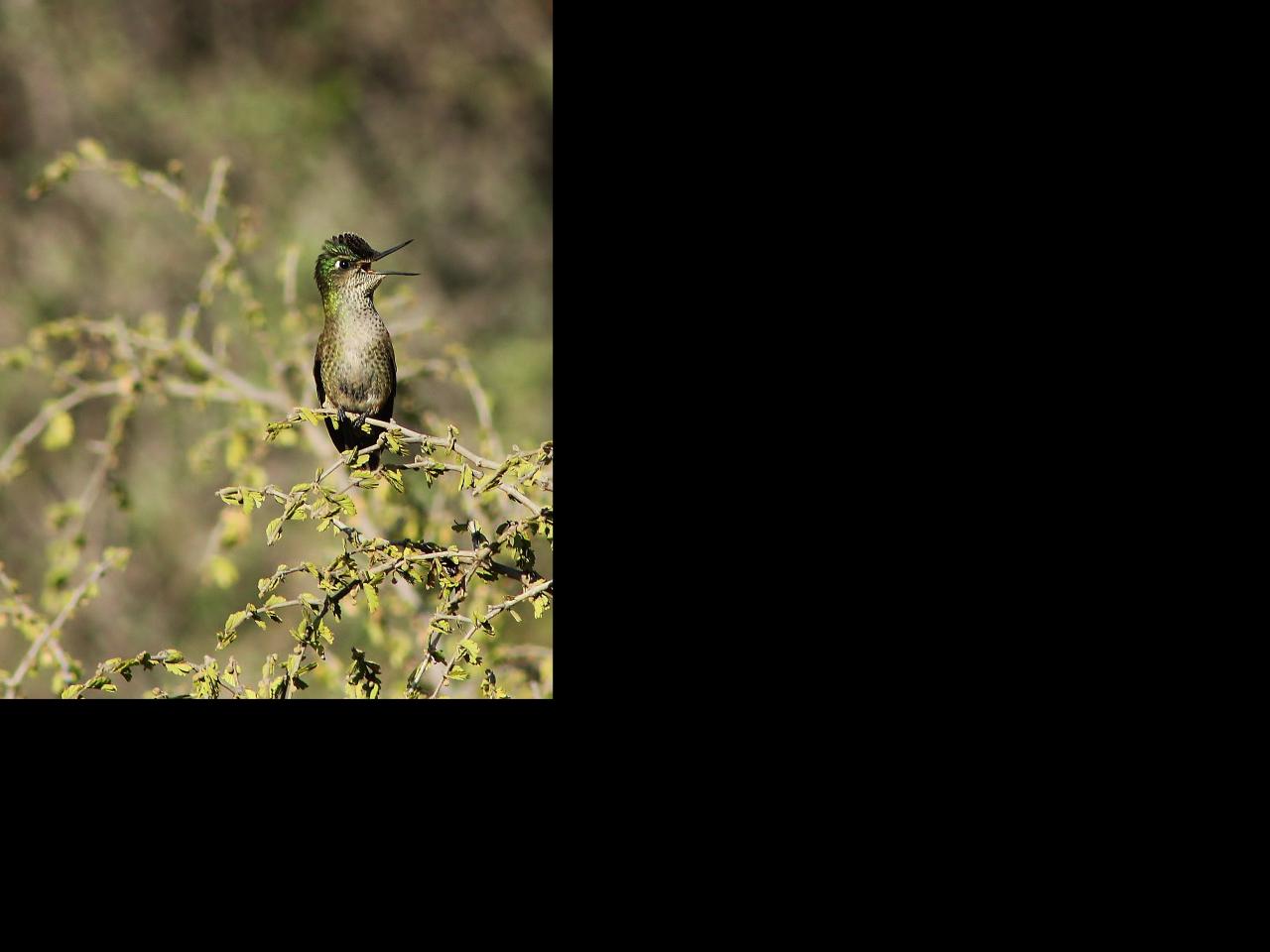 Imagen de Se oficializa la creación del Santuario de la Naturaleza Quebrada Llau llau.