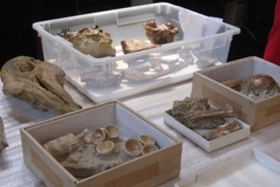 Imagen de PIEZAS PALEONTOLÓGICAS DECOMISADAS SERÁN PERICIADAS PARA DECIDIR SU DESTINO FINAL