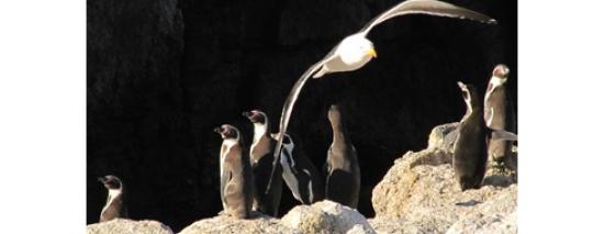 Imagen de CMN trabaja para proteger el Santuario de la Naturaleza Islote Niños Pájaros
