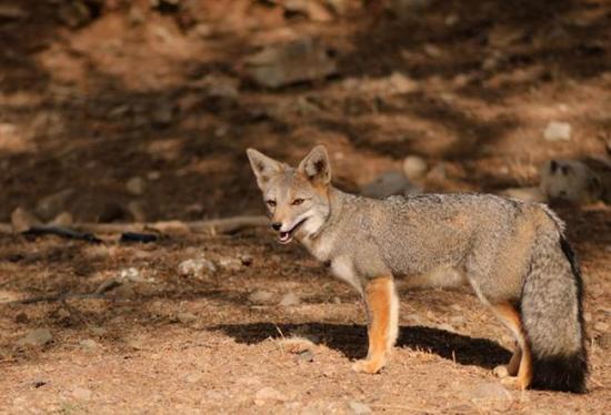 Imagen de CMN recomienda declarar Santuarios de la Naturaleza Quebrada Llau Llau y Área de Palma chilena en Monte Aranda