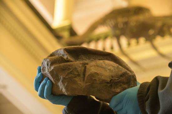 Imagen de Investigador del MNHN forma parte del equipo que encontró huevo gigante de reptil marino