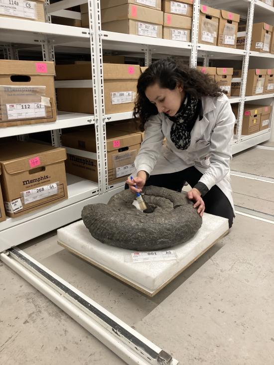 Imagen de Depósito de Paleontología del CMN estrena sus nuevas dependencias en el Palacio Pereira