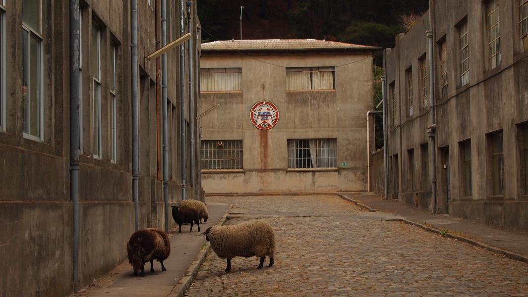 Imagen de Consejo de Monumentos Nacionales aprobó solicitud de declaratoria de Fábrica Textil Bellavista Oveja Tomé como Monumento Nacional
