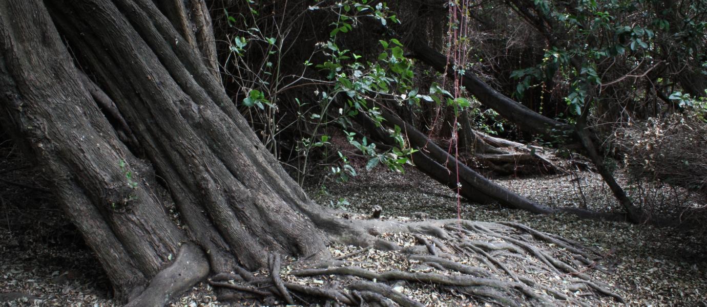 Imagen de Se capacitarán voluntarios y funcionarios públicos para recuperar el Bosque Las Petras de Quintero