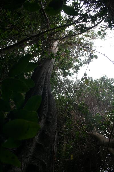 Imagen de Se capacitarán voluntarios y funcionarios públicos para recuperar el Bosque Las Petras de Quintero