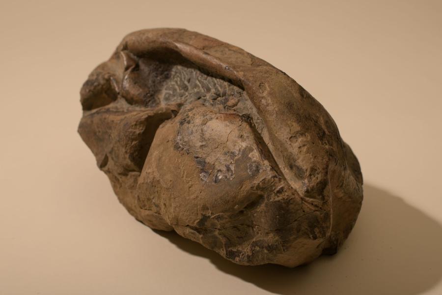 Imagen de Investigador del MNHN forma parte del equipo que encontró huevo gigante de reptil marino