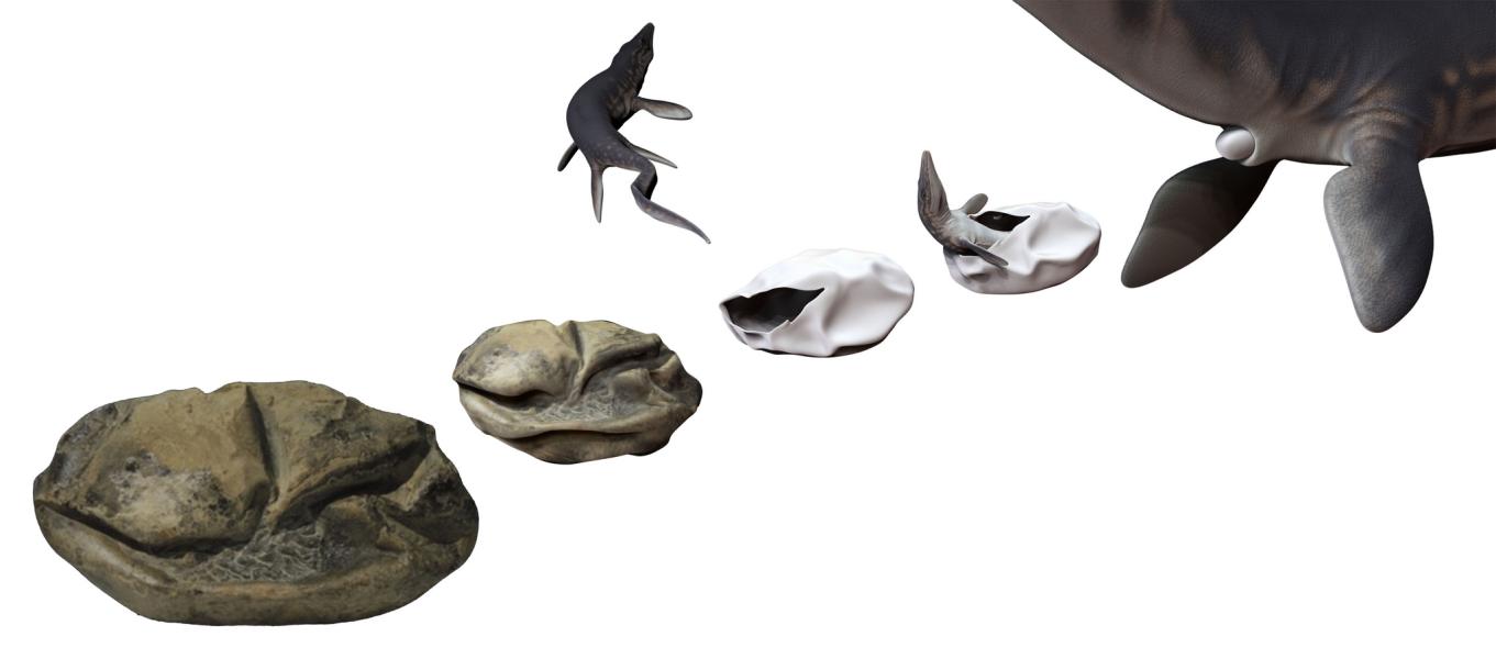 Imagen de Investigador del MNHN forma parte del equipo que encontró huevo gigante de reptil marino