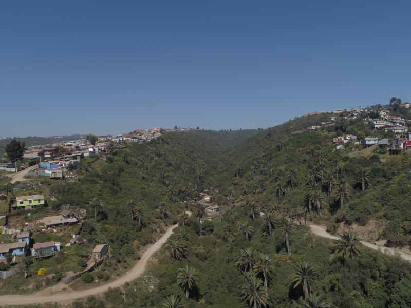 Imagen de Consejo de Monumentos Nacionales evalúa daños al patrimonio natural afectado por incendio en Viña del Mar