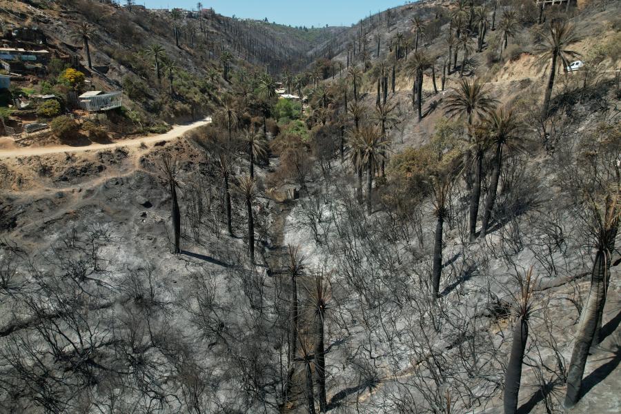 Imagen de Profesionales de la ST CMN realizaron inspección en Santuario de la Naturaleza Palmar El Salto de Viña del Mar