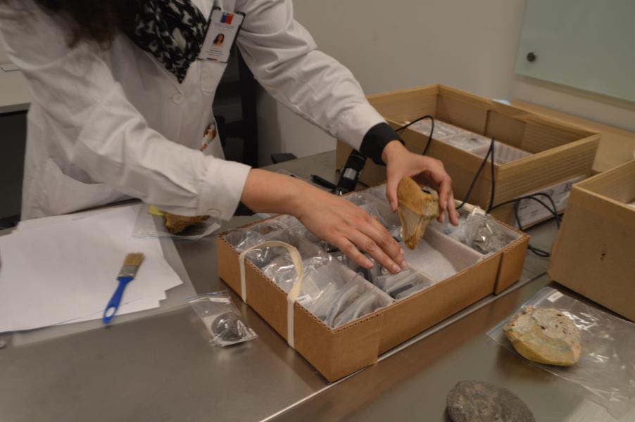 Imagen de Depósito de Paleontología del CMN estrena sus nuevas dependencias en el Palacio Pereira