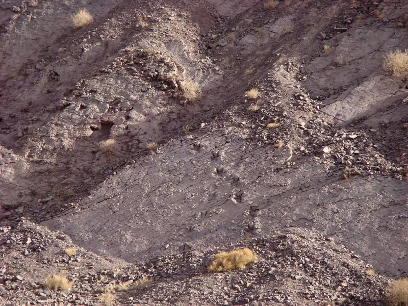 Imagen de Cartografía describe presencia de fósiles con más de 10 millones de años en Arica