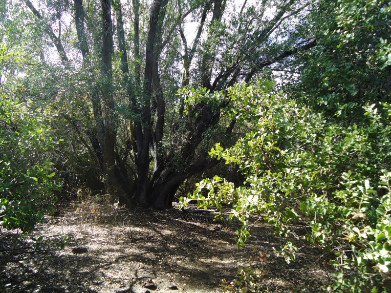 Imagen de Se oficializa la creación del Santuario de la Naturaleza Quebrada Llau llau.