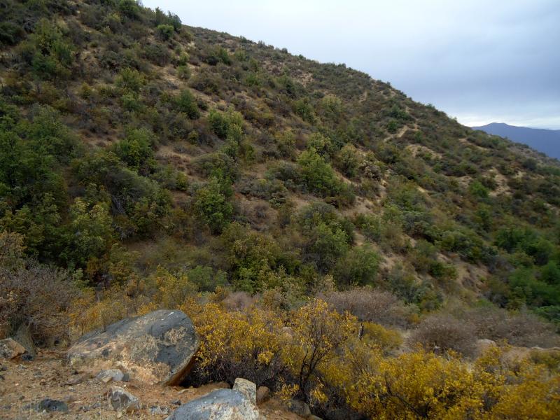 Imagen de CMN recomienda declarar Santuarios de la Naturaleza Quebrada Llau Llau y Área de Palma chilena en Monte Aranda