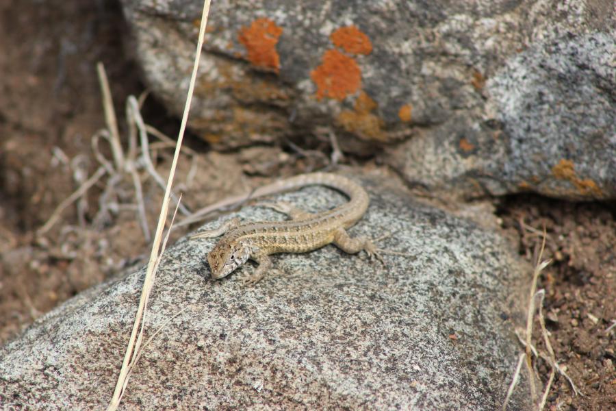 Imagen de Se oficializa la creación del Santuario de la Naturaleza Quebrada Llau llau.