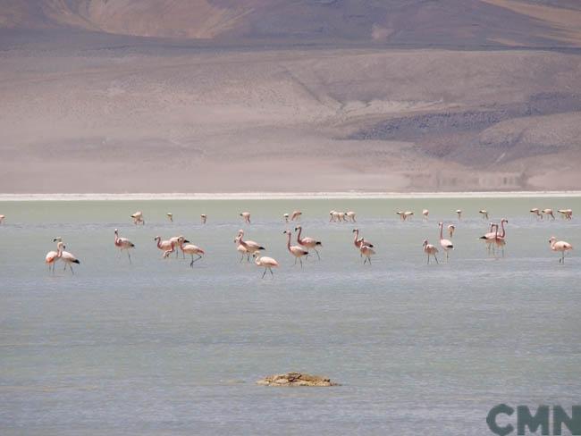 Imagen del monumento Salar de Huasco
