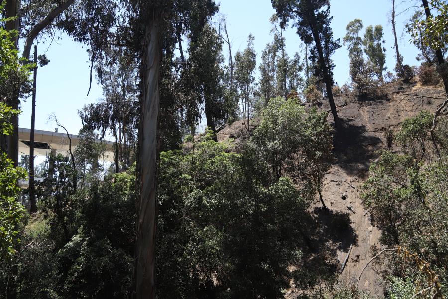 Imagen de Profesionales de la ST CMN realizaron inspección en Santuario de la Naturaleza Palmar El Salto de Viña del Mar