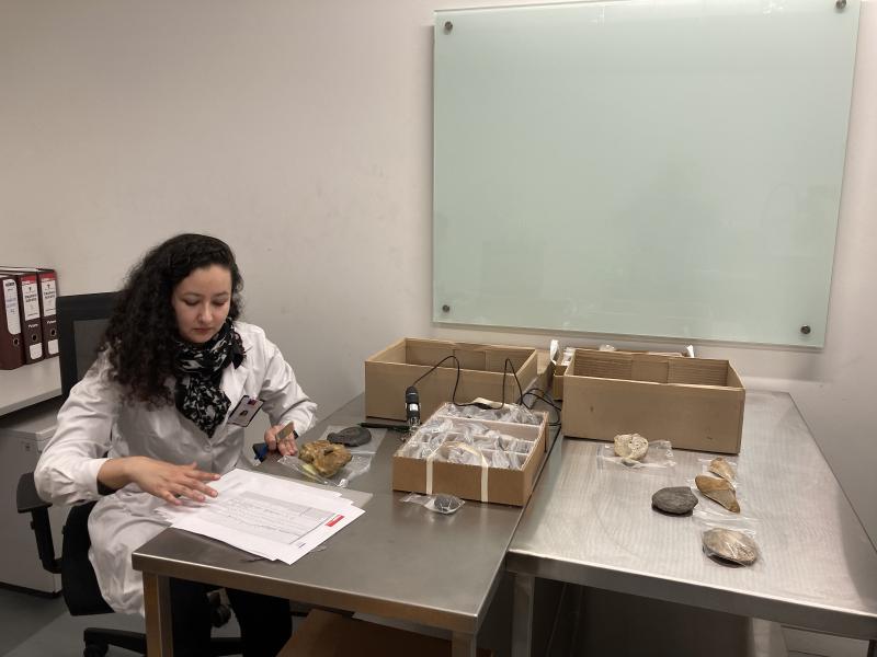 Imagen de Depósito de Paleontología del CMN estrena sus nuevas dependencias en el Palacio Pereira