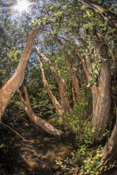 Imagen de Se declara Santuario de la Naturaleza El Natri en la Región del Biobío