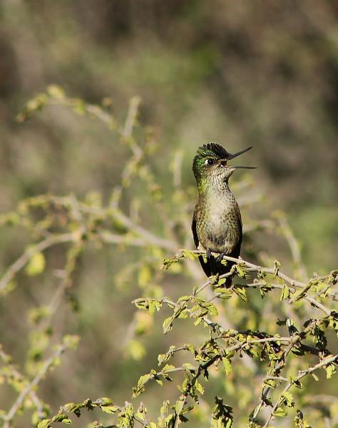 Imagen de Se oficializa la creación del Santuario de la Naturaleza Quebrada Llau llau.